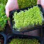 Microgreen Business in Bangladesh: Health, Opportunity & Future Potential - 2025