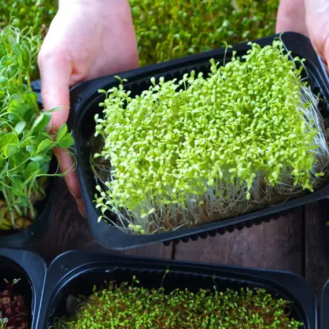 Microgreen Business in Bangladesh: Health, Opportunity & Future Potential - 2025